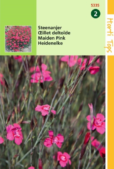 Steenanjer (Dianthus deltoides) 1000 zaden